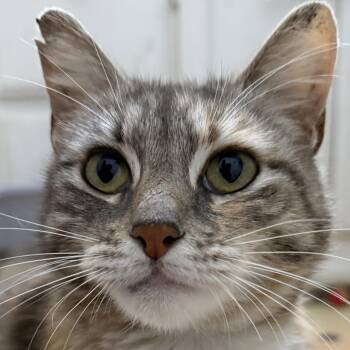 Domestic Short Hair Cats Available for Adoption in Santa Ana, California - Francesca | PetCurious