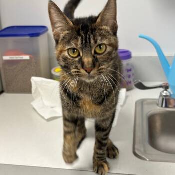 Rescue Domestic Short Hair Cats for Adoption in Naperville, Illinois - Gingersnap | PetCurious