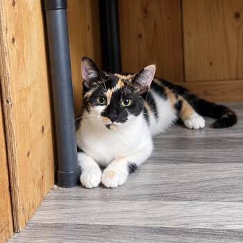 Trixie -  Domestic Short Hair Cat for Adoption in The Woodlands, Texas - Trixie | PetCurious
