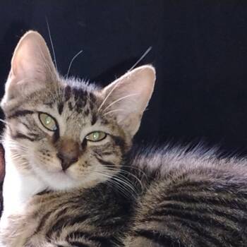 Spiker -  Domestic Short Hair Cat for Adoption in Lakeland, Florida - Spiker | PetCurious