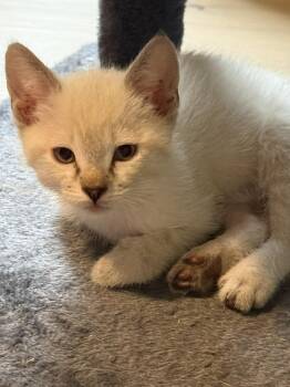 Persephone -  Siamese Cat Available for Adoption in Snyder, Texas - Persephone | PetCurious