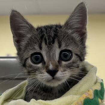 Chikarita -  Domestic Short Hair Cat for Adoption in West Palm Beach, Florida - Chikarita | PetCurious