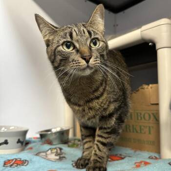 Shane -  Domestic Short Hair Cat Available for Adoption in Puslinch, Ontario - Shane | PetCurious