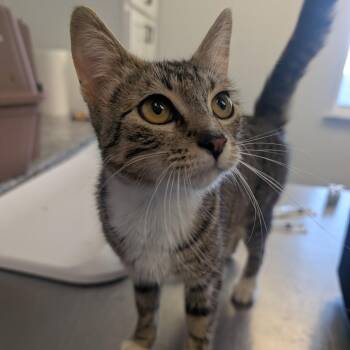 Domestic Short Hair Cats Available for Adoption - Caicos | PetCurious