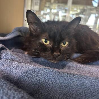 Blackberry -  Domestic Long Hair Cat for Adoption in Leander, Texas - Blackberry | PetCurious