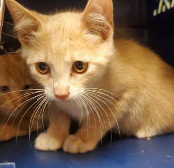 Long John Silver -  Domestic Short Hair Cat for Adoption in Kansas City, Missouri - Long John Silver | PetCurious