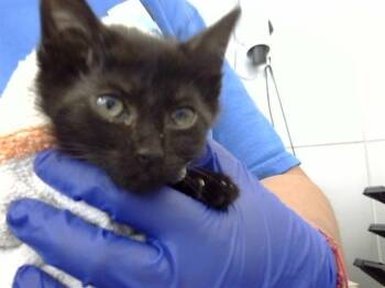 Rescue Domestic Short Hair Cats for Adoption in Dallas, Texas - ATHENA | PetCurious