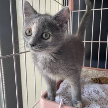Sugar Pie -  Domestic Medium Hair Cat for Adoption in Dayton, Ohio - Sugar Pie | PetCurious