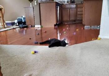 Kettle Corn -  Domestic Short Hair Cat for Adoption in Fairfax, Virginia - Kettle Corn | PetCurious