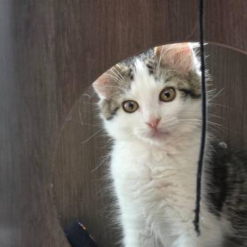 Bloody Baron -  Domestic Short Hair Cat for Adoption in Fredericksburg, Virginia - Bloody Baron | PetCurious