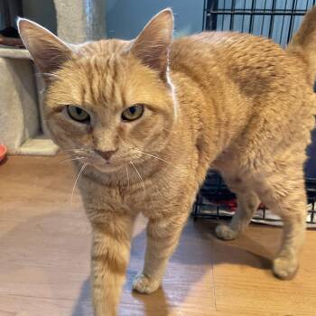 Domestic Short Hair Cats Available for Adoption in Wells, Maine - Muffy | PetCurious