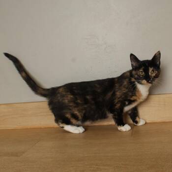 Possum C70211 -  Domestic Short Hair Cat for Adoption in Minnetonka, Minnesota - Possum C70211 | PetCurious