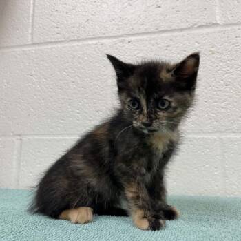 SVAS-Stray-39543 -  Domestic Short Hair Cat for Adoption in Lyndhurst, Virginia - SVAS-Stray-39543 | PetCurious