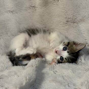 Huck Finn -  Domestic Short Hair Cat for Adoption in Lewisville, Texas - Huck Finn | PetCurious