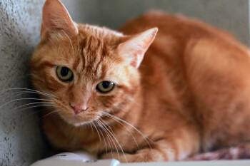Rescue Domestic Short Hair Cats for Adoption in Boise, Idaho - Beverly | PetCurious