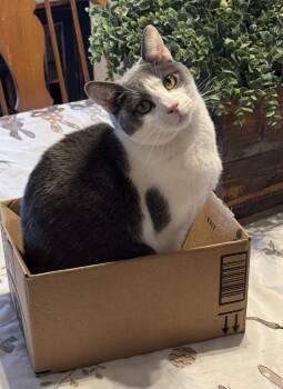 Rescue Domestic Short Hair Cats for Adoption in Mount Laurel Township, New Jersey - Scooch 7-11 | PetCurious