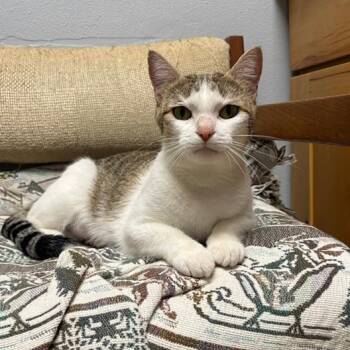 Bundt Cake -  Domestic Short Hair Cat for Adoption in Fargo, North Dakota - Bundt Cake | PetCurious