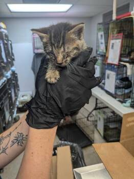 Modelo -  Domestic Short Hair Cat for Adoption in Cincinnati, Ohio - Modelo | PetCurious