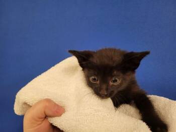 CHESSER -  Domestic Short Hair Cat for Adoption in Albuquerque, New Mexico - CHESSER | PetCurious