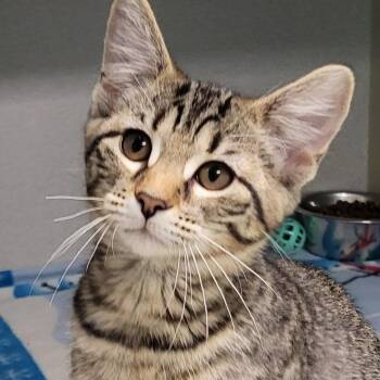 Scrabble -  Domestic Short Hair Cat for Adoption in Grayslake, Illinois - Scrabble | PetCurious