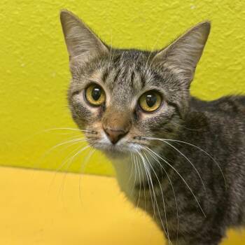 Cardigan -  Domestic Short Hair Cat for Adoption in Springfield, Missouri - Cardigan | PetCurious