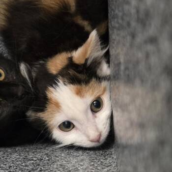 Shirley Temple -  Domestic Short Hair Cat for Adoption in Salt Lake City, Utah - Shirley Temple | PetCurious