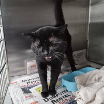 Spawn -  Domestic Short Hair Cat for Adoption in Ardmore, Oklahoma - Spawn | PetCurious
