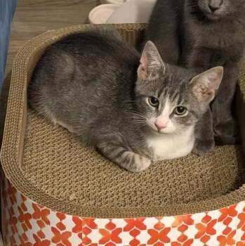 Spectre -  Domestic Short Hair Cat for Adoption in Florham Park, New Jersey - Spectre | PetCurious