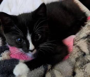 Sinatra -  Domestic Short Hair Cat for Adoption in Tomah, Wisconsin - Sinatra | PetCurious