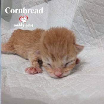 Rescue Domestic Short Hair Cats for Adoption in Council Bluffs, Iowa - Thanksgiving Dinner: Cornbread | PetCurious