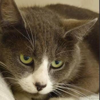 Domestic Short Hair Cats Available for Adoption - Elizabeth Lemley | PetCurious