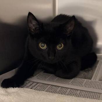 Raven -  Domestic Short Hair Cat for Adoption in Asheville, North Carolina - Raven | PetCurious