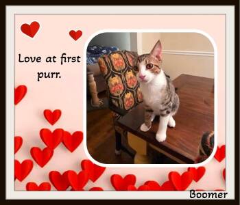 Boomer - Big brother energy with a heart of gold. -  Domestic Short Hair Cat for Adoption in Winston-salem, North Carolina - Boomer - Big Brother Energy With A Heart Of Gold. | PetCurious