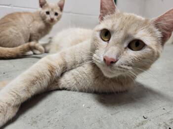 Rescue Domestic Short Hair Cats for Adoption in Chilton, Wisconsin - Coral | PetCurious