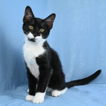 Domestic Short Hair Cats Available for Adoption - Smitty | PetCurious