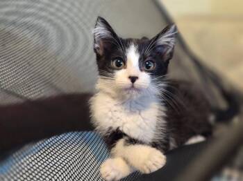 MAGGIE -  Domestic Medium Hair Cat for Adoption in Tustin, California - MAGGIE | PetCurious