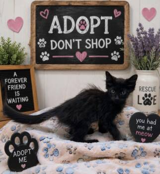 Blacksmith -  Domestic Medium Hair Cat for Adoption in Washington Court House, Ohio - Blacksmith | PetCurious