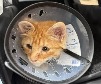 Arizona -  Domestic Short Hair Cat for Adoption - Arizona | PetCurious