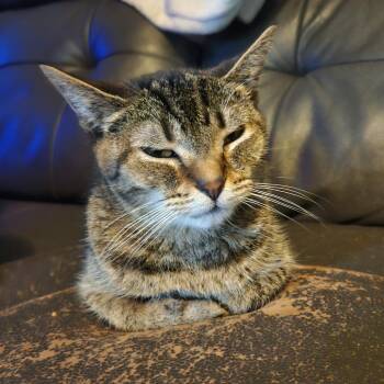 Tilly -  Domestic Short Hair Cat for Adoption in Indianapolis, Indiana - Tilly | PetCurious