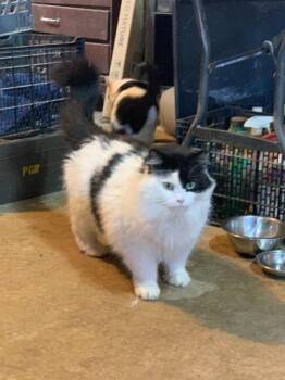 Domestic Short Hair Cats Available for Adoption in Auburn, Indiana - Hobbs | PetCurious