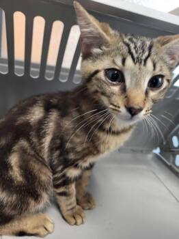 Nf29 -  Domestic Short Hair Cat for Adoption in Lawrenceville, Georgia - Nf29 | PetCurious