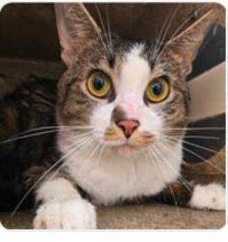 Prince George -  Domestic Short Hair Cat for Adoption in West Chester, Pennsylvania - Prince George | PetCurious
