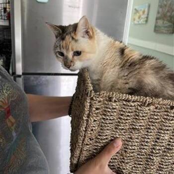 American Shorthair Cats Available for Adoption in Freeport, Florida - Confetti | PetCurious