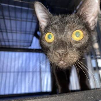 Nightcrawler -  Domestic Short Hair Cat for Adoption in Lakeland, Florida - Nightcrawler | PetCurious