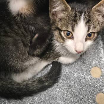 Peregrine -  Domestic Short Hair Cat for Adoption in Birmingham, Alabama - Peregrine | PetCurious
