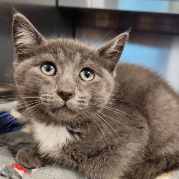 Domestic Medium Hair Cats Available for Adoption in Liberty, Missouri - Cancun | PetCurious