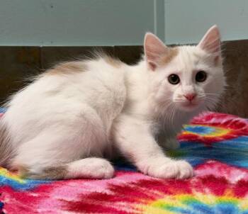 North Dakota -  Domestic Long Hair Cat for Adoption in Columbus, Nebraska - North Dakota | PetCurious