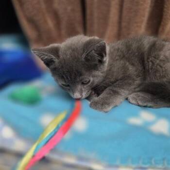 Jasper -  Domestic Short Hair Cat for Adoption in Westland, Michigan - Jasper | PetCurious