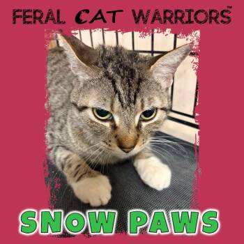 Domestic Short Hair Cats Available for Adoption in Kingman, Arizona - Snow Paws | PetCurious