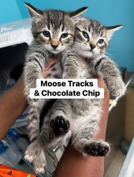 Rescue Domestic Short Hair and Tabby Cats for Adoption in Vienna, Virginia - Chocolate Chip | PetCurious